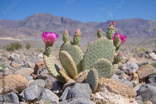 Fototapeta Naklejka Na Ścianę i Meble -  Blooming Beavertail Cactus in Death Valley