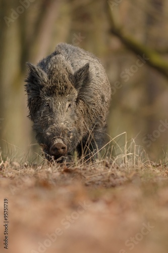 Wild boar/wild boar