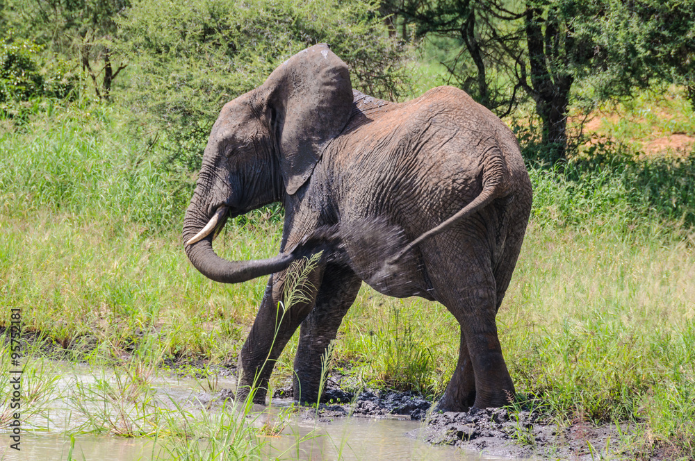 Bathing elephants in Tarangire Park, Tanzania