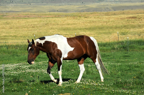 Paradise Valley livestock enjoys the green grass of pasture.  Horse is brown and white. © bonniemarie