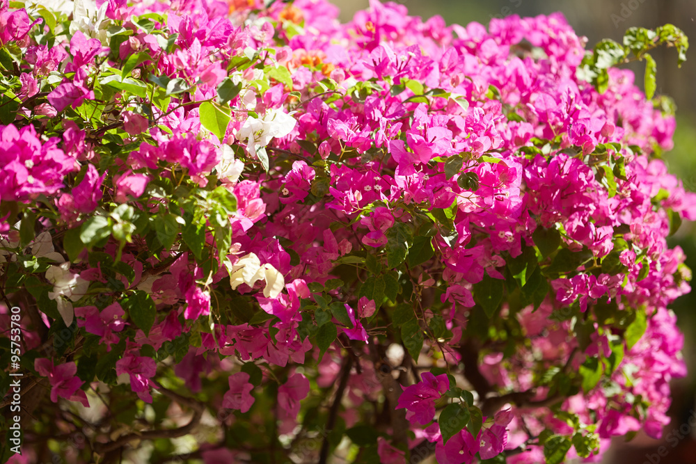 flowering plants in Vietnam