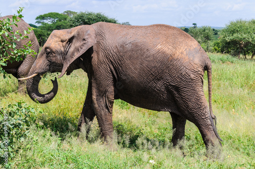 Muddy elephant in Tarangire Park  Tanzania