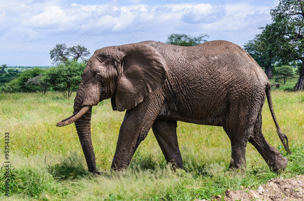 Muddy elephant in Tarangire Park, Tanzania
