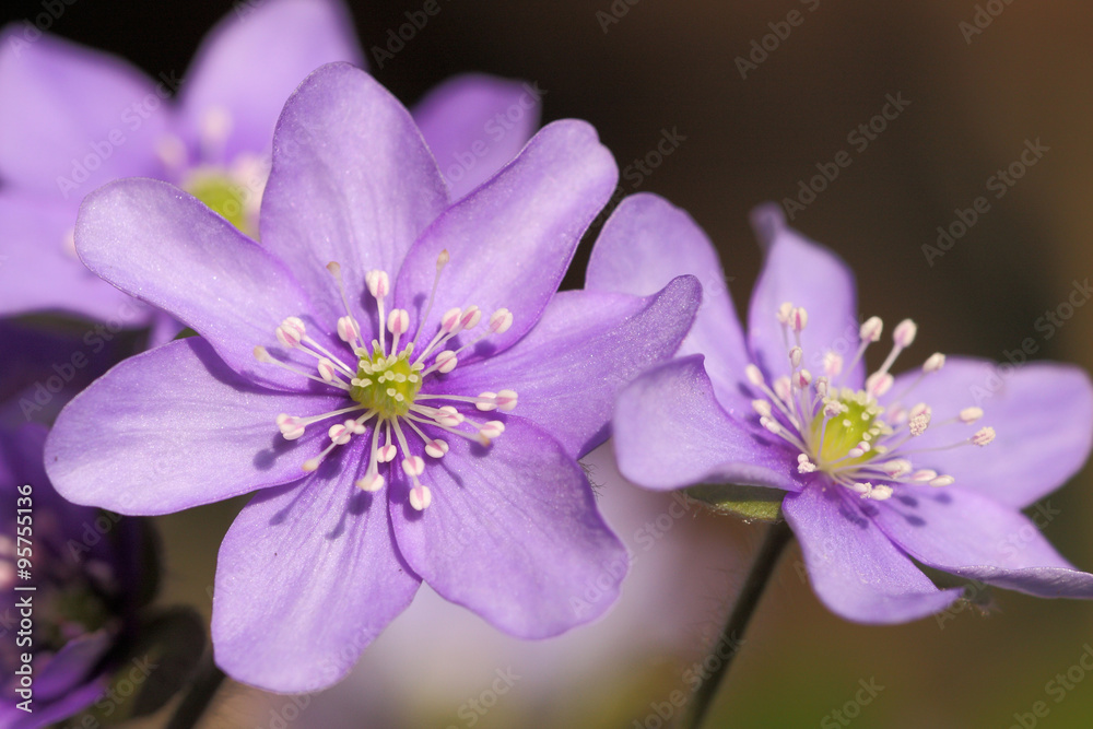 Fototapeta premium Pflanze - Blume