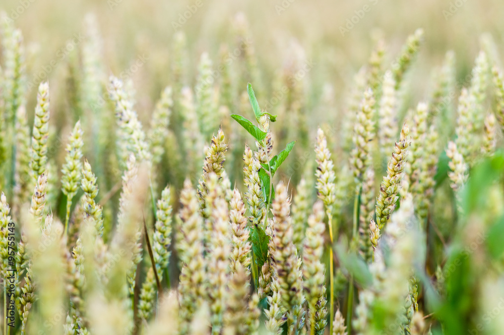 Ripening rye ears on field closeup Ripening rye ears on field closeup