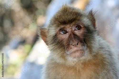 Visionary monkey