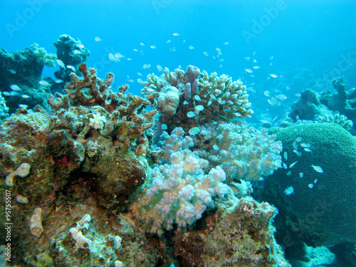 coral reef at great depths in tropical sea , underwater