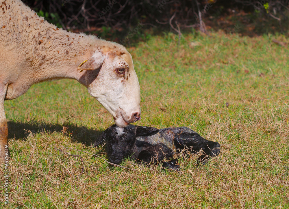 Naklejka premium Happiness of motherhood: white sheep with newborn lamb