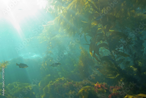 Sea life underwater kelp forest at California island