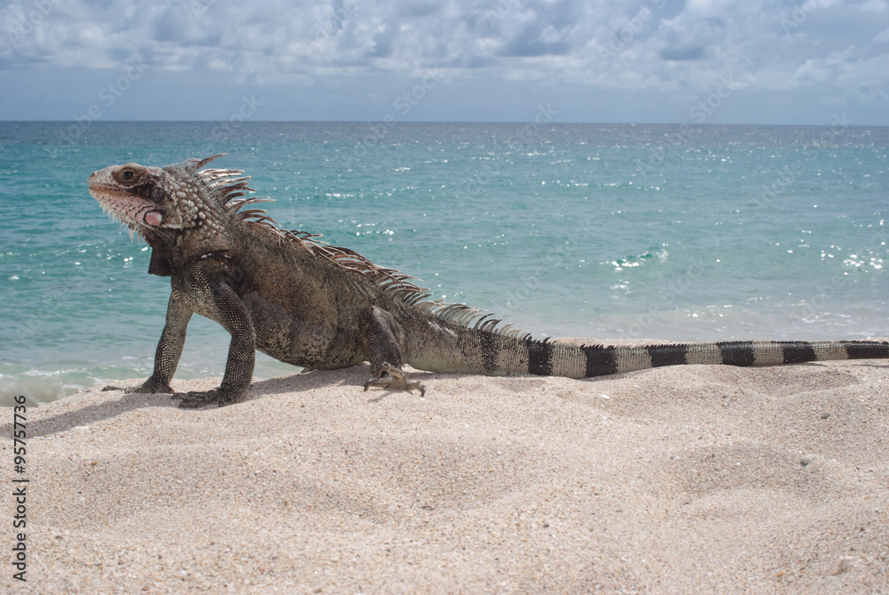 Fototapeta premium Green Iguana on the beach in the US Virgin Islands