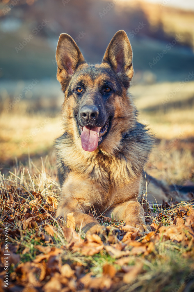German shepherd dog lying on leaves in autumn German shepherd dog lying on leaves in autumn
