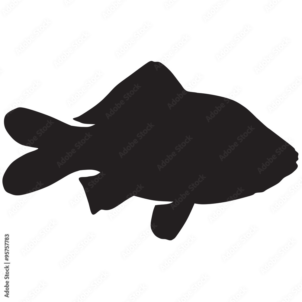 Silhouette of a crucian carp Silhouette of a crucian carp