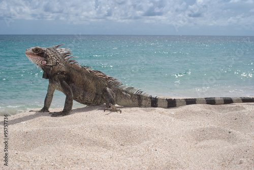 Green Iguana on the beach in the US Virgin Islands  