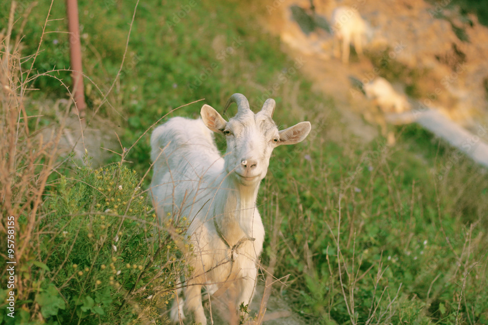 Obraz premium goat standing on a hill