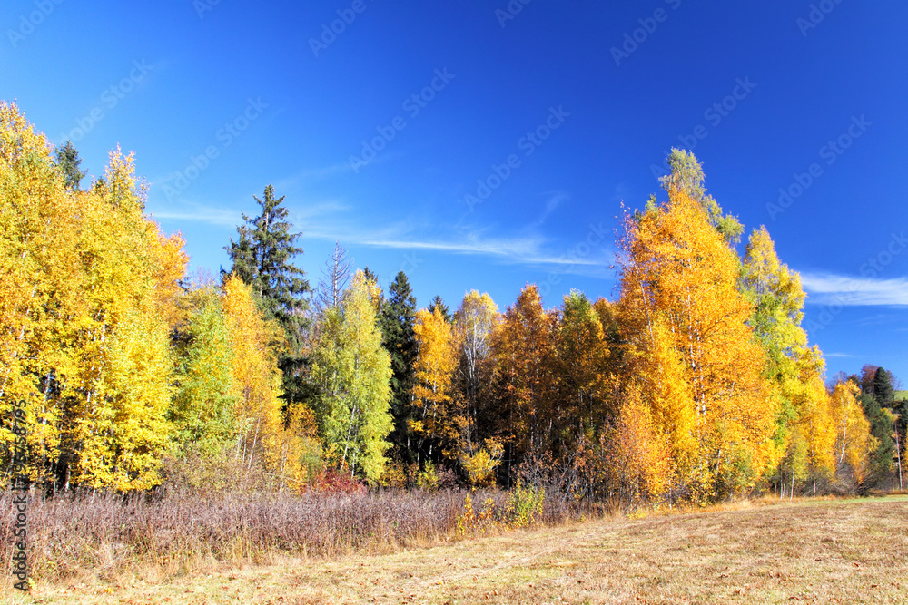 Herbstlandschaft im Allgäu