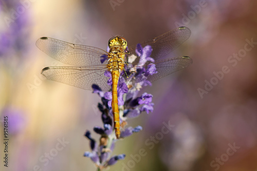 Yellow dragonfly on a violet flower