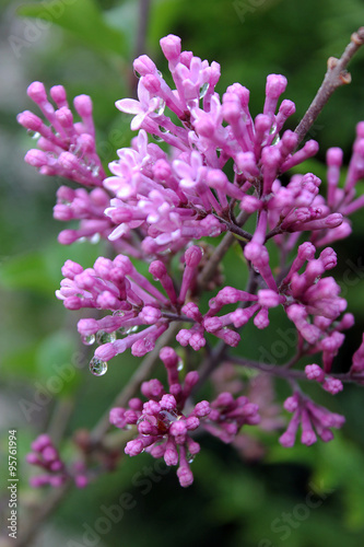 la goutte de ros  e