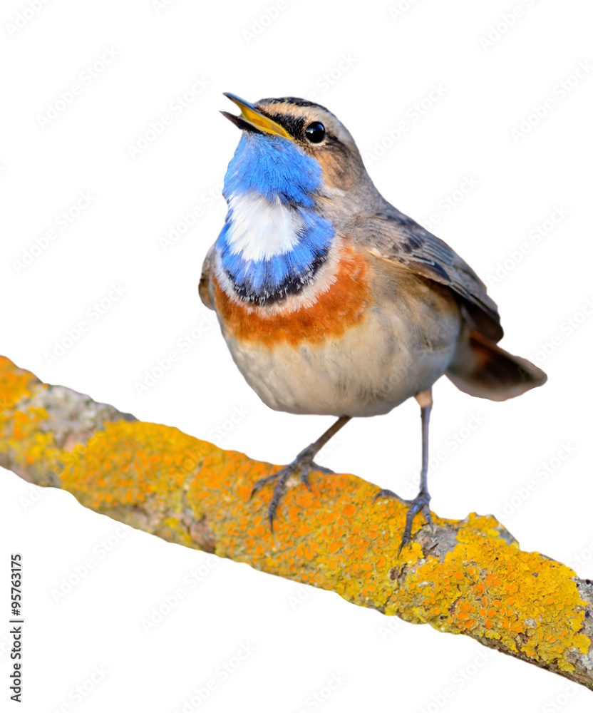Fototapeta premium Bluethroat (Luscinia svecica). Bird isolated on white.