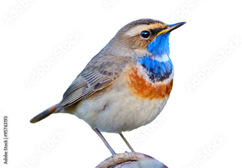 Bluethroat (Luscinia svecica). Bird isolated on white. photo