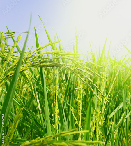 Slika na platnu Green rice fields