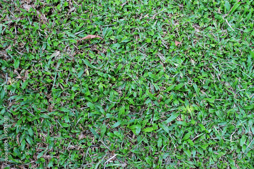 Grass green