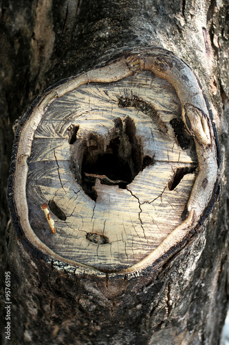 Old wood bark