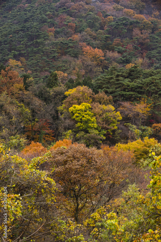 trees in autumn colours in Mudeungsan National Park