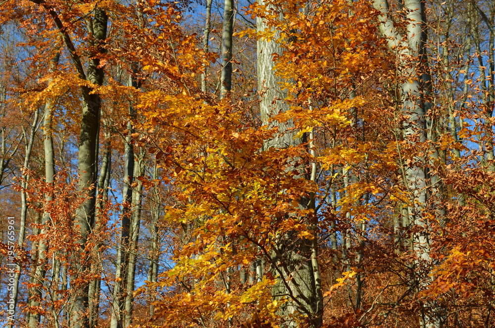 Fototapeta premium Bäume mit Herbstlaub