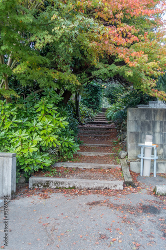 Trees And Steps 4