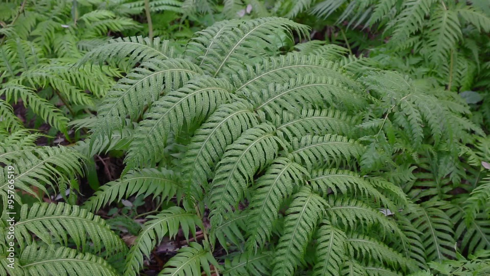 Woodwardia radicans - rooting chainfern Woodwardia radicans - rooting chainfern