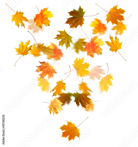 Autumn maple leaves falling down  isolated on white