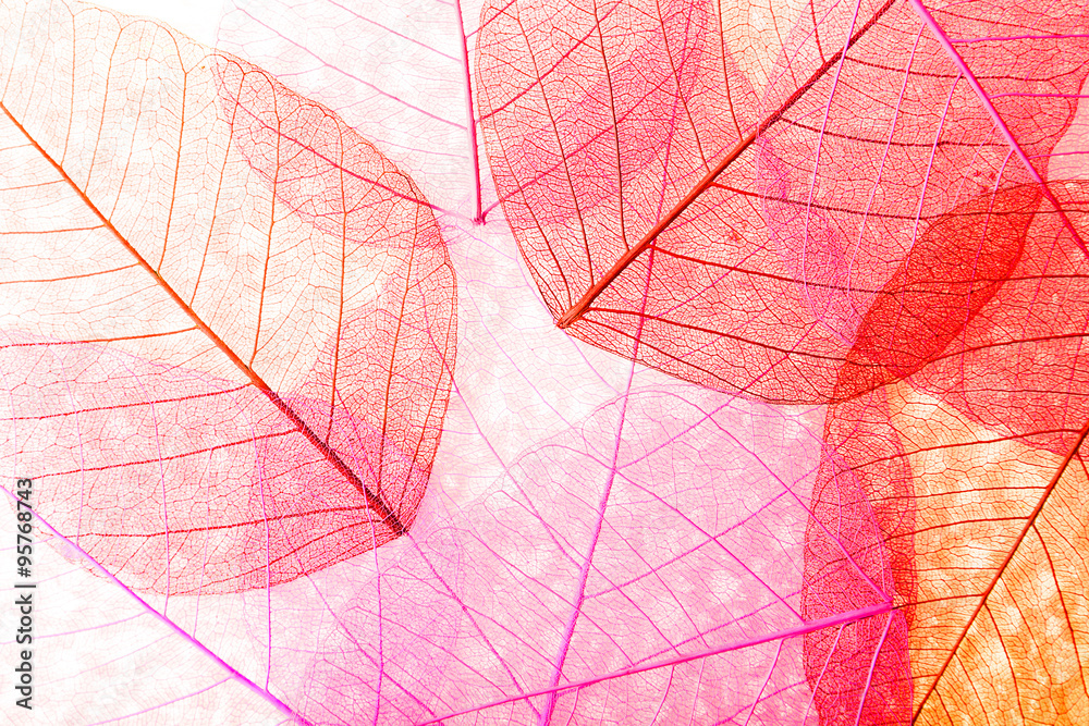 Obraz premium Abstract skeleton leaves background