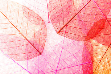 Papier peint photo Nervures de feuilles Abstract skeleton leaves background  © Africa Studio