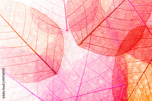 Abstract skeleton leaves background