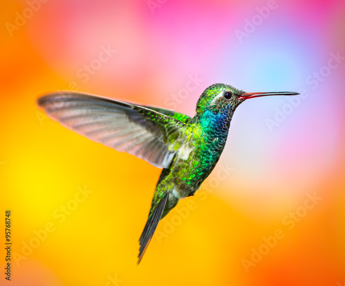 Broad billed Hummingbird. Hummingbird art and crafts. This is a new line of shots using a multicolored background to show the beauty of the bird to a new level. © Hummingbird Art