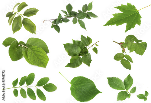 Green leaves isolated on white