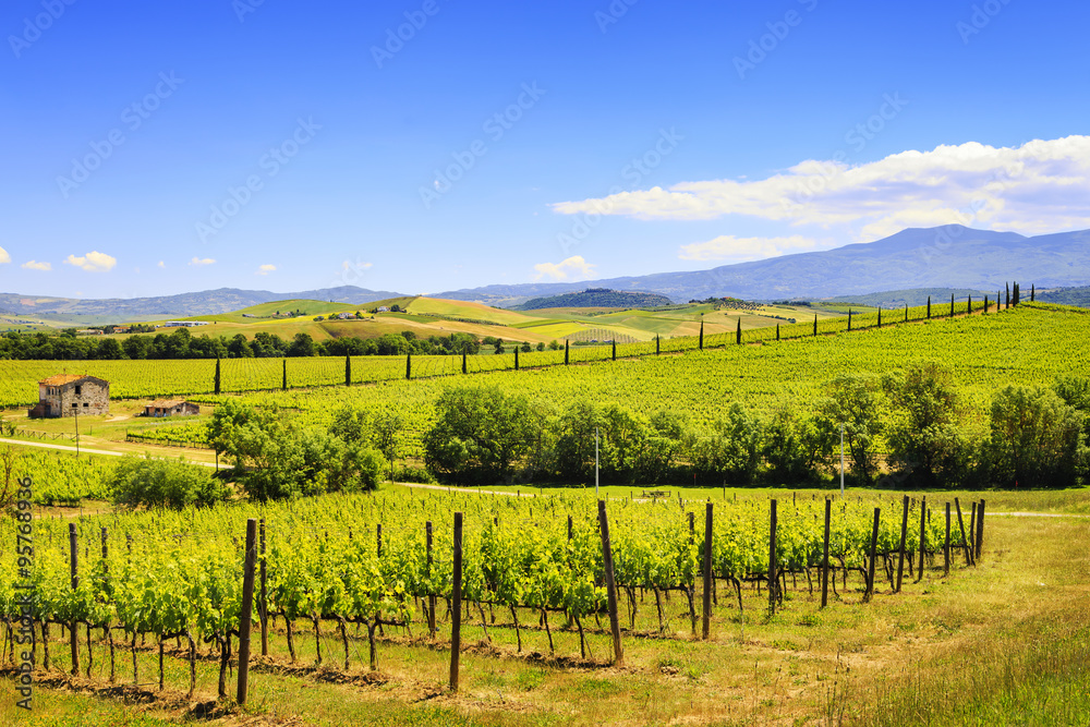 Montalcino, vineyard, cypress trees and old farm. Tuscany, Italy
