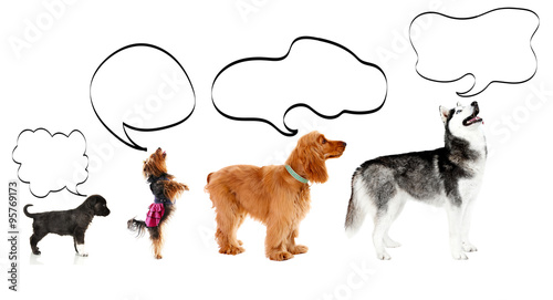 Dogs with empty cloud bubble above heads, isolated on white