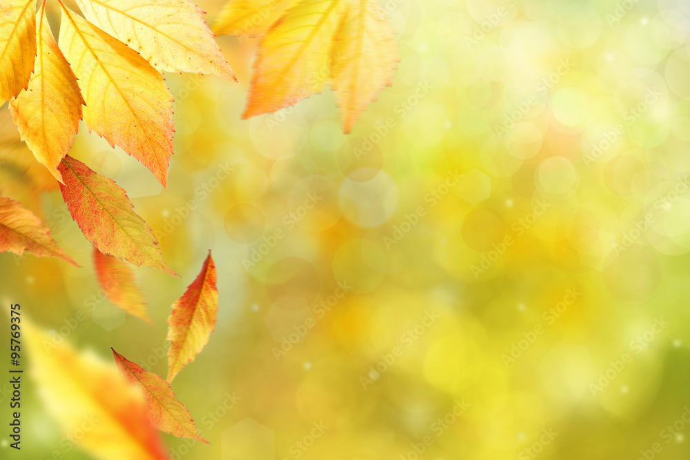 Beautiful autumn leaves on nature background Beautiful autumn leaves on nature background
