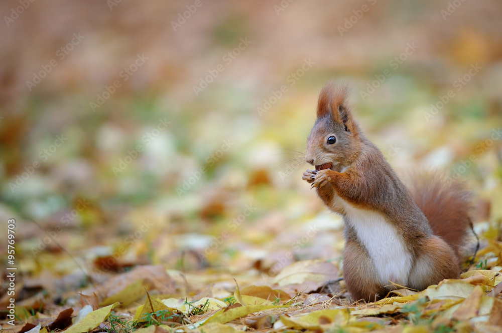 Curious cute red squirrel eatinh hazelnut in autumn forest ground Curious cute red squirrel eatinh hazelnut in autumn forest ground