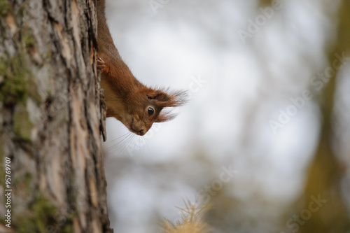 Cute red squirrel climbing down the tree trunk in autumn forest © Stanislav Duben