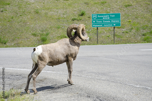 Slika na platnu Mountain Sheep full profile view on Kananaskis Trail, Highway 40, Alberta