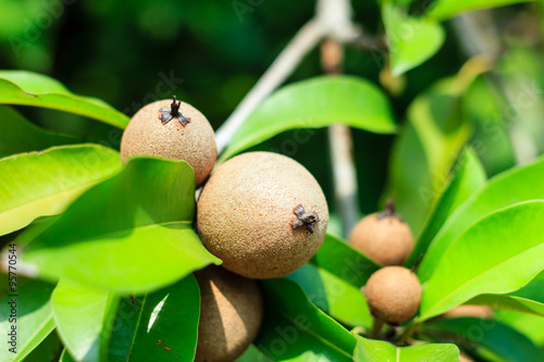 Ripening Sapodilla fruits