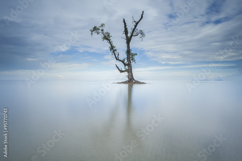 A single lonely tree in a blue sky morning in the middle of beautiful Lahad Datu beach  Sabah Borneo Malaysia