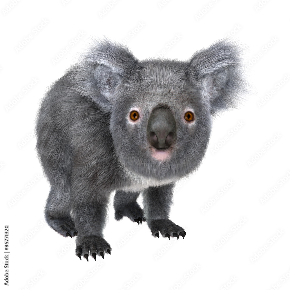 Fototapeta premium コアラ