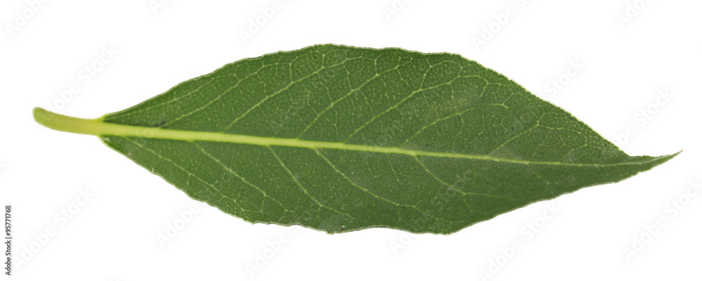 Fresh bay leaf, isolated on white Fresh bay leaf, isolated on white