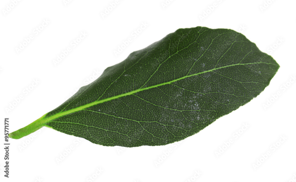 Obraz premium Fresh bay leaf, isolated on white