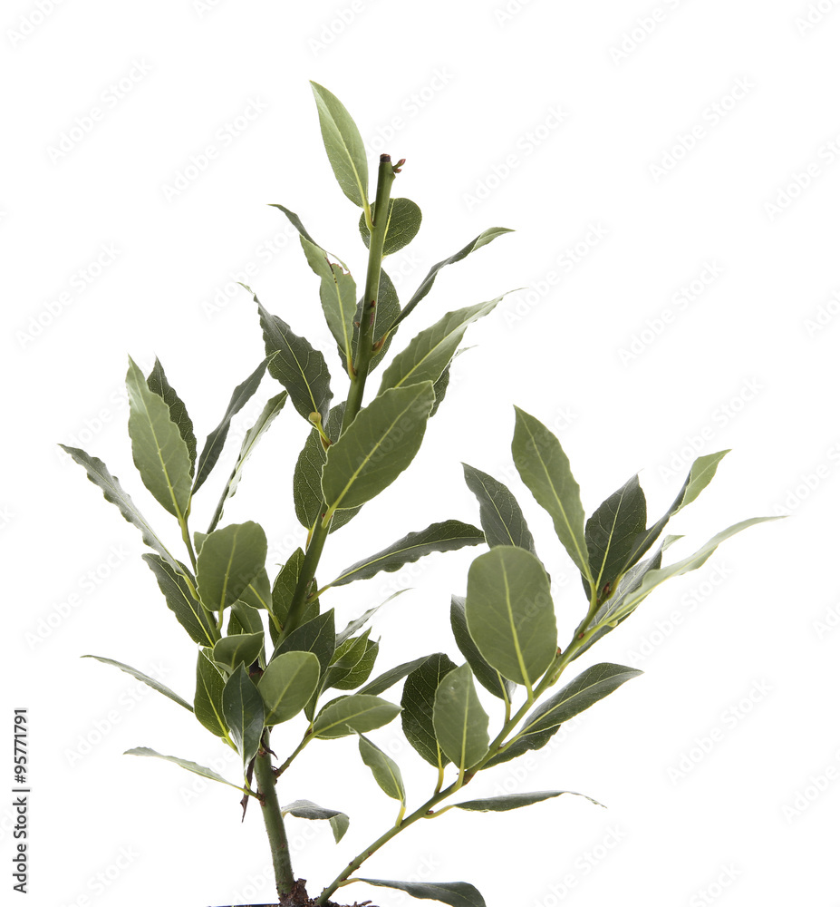 Fresh twig with bay leaves, isolated on white