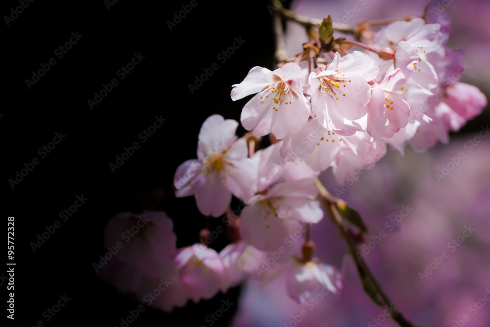 Weeping cherry tree