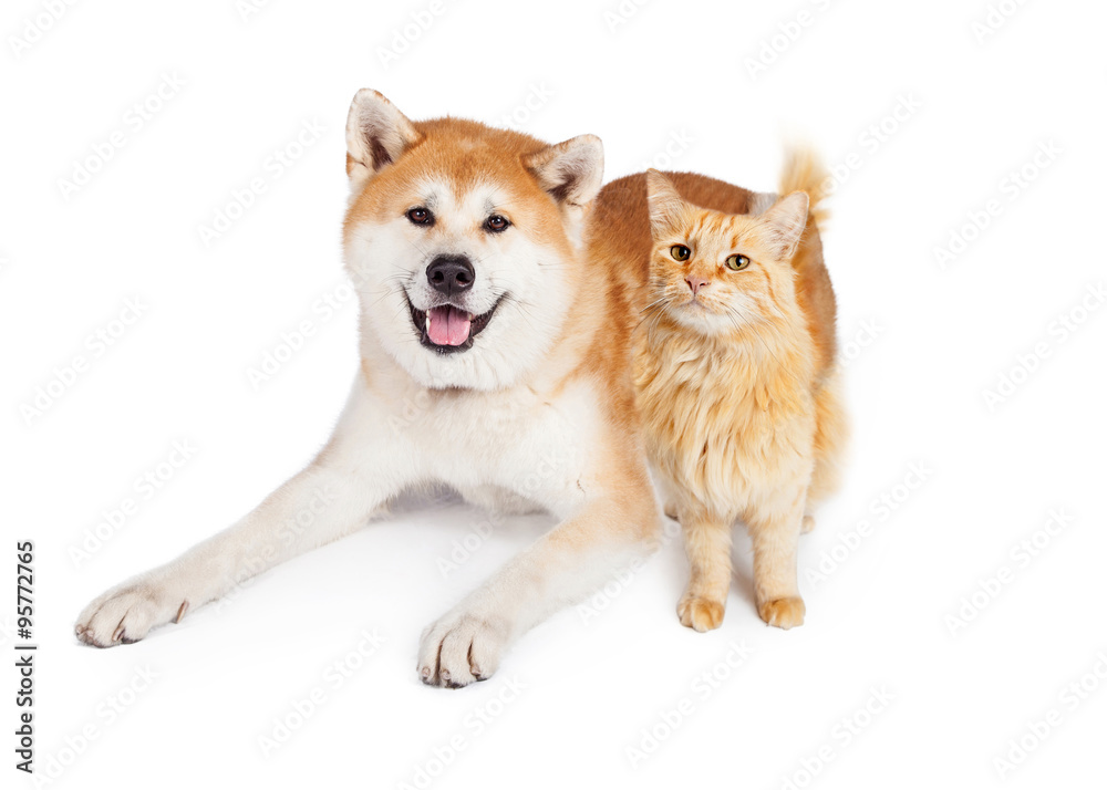 Akita Dog And Tabby Cat Over White Background
